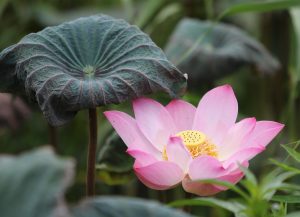 When to Lotus365 App Download: Step-by-Step Guide for India (2027)